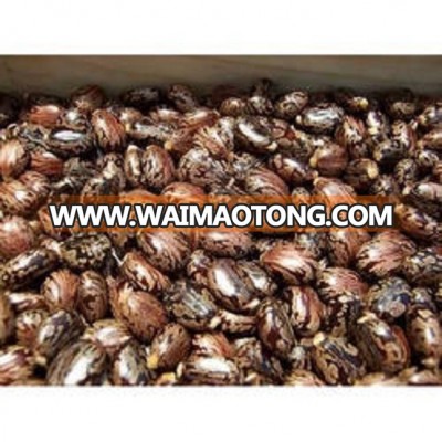 Castor Seed